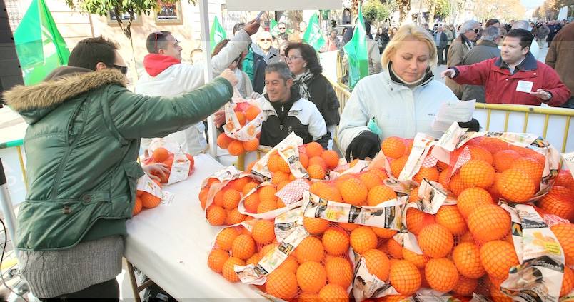 Crisis en los cítricos: dudas sobre las OPFH, que no evitan la caída de los precios