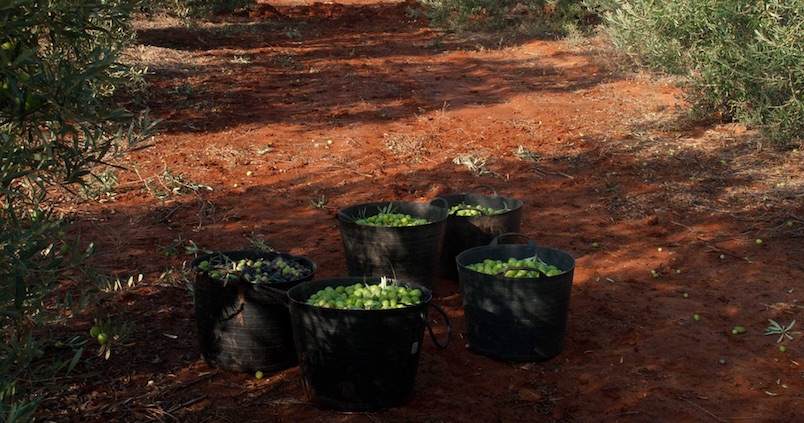 Inscripciones abiertas para el Consejo Regulador de las aceitunas Manzanilla y Gordal