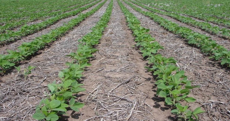 Agricultura de conservación para frenar el cambio climático