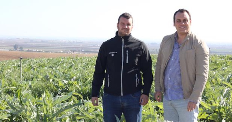 Artealca recupera el cultivo de la alcachofa en Sevilla