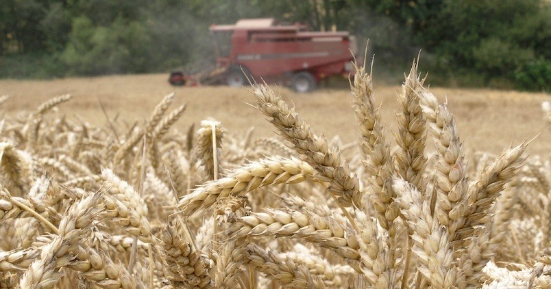 Andalucía se consolida como la mayor productora de trigo duro de España