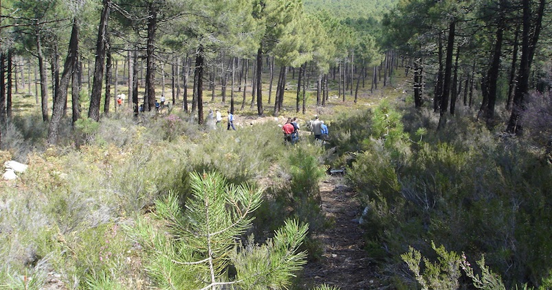 La superficie de cortafuegos queda fuera del pago básico de la PAC