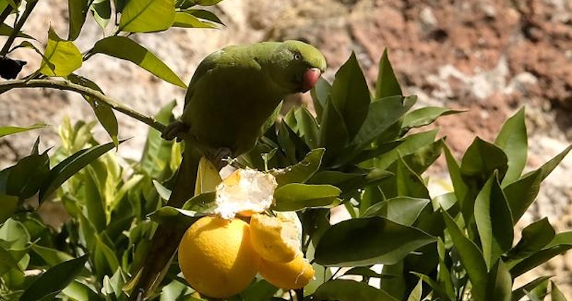 Las cotorras de Kramer dañan las cosechas de frutas, almendra y girasol en Andalucía