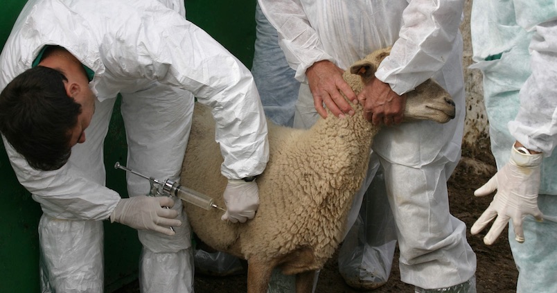 Nuevas medidas para intentar frenar el avance de la lengua azul