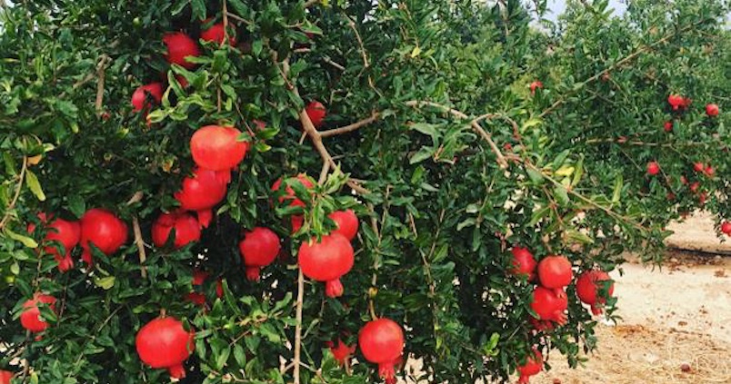 La granada Smith reta al sol de Sevilla