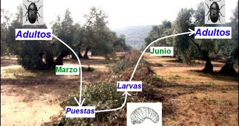 Estos son los consejos de la RAIF para evitar los daños del barrenillo en el olivo
