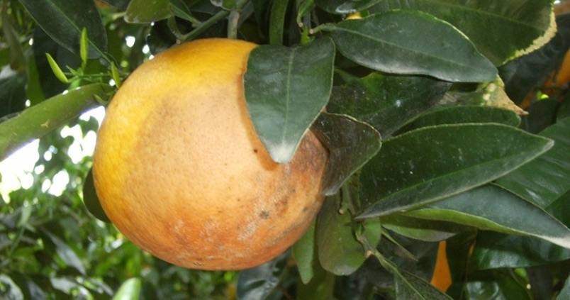 La importación de cítricos con hongos alerta a Andalucía