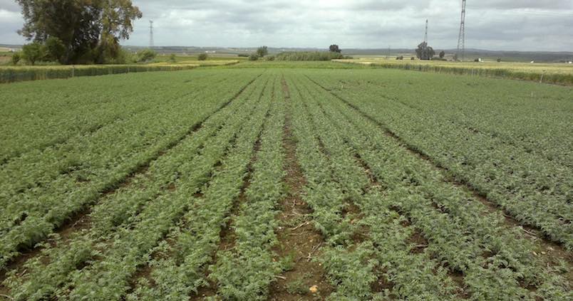 Sin cortapisas al cultivo del garbanzo pequeño en Sevilla