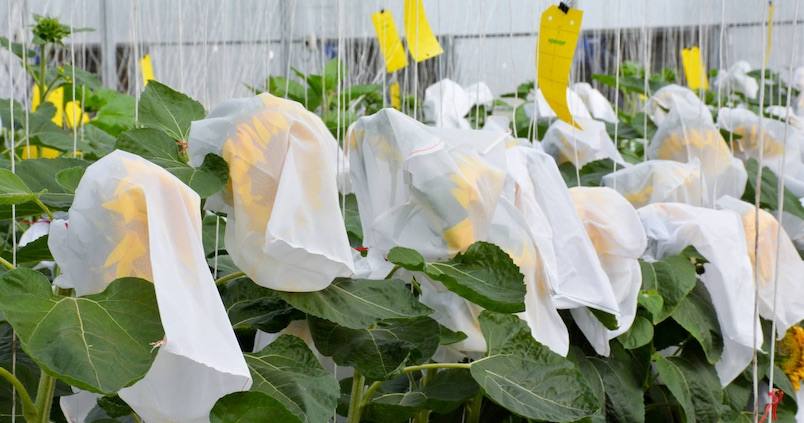 Los cereales y el girasol no tendrán rebaja fiscal pese a su nula rentabilidad