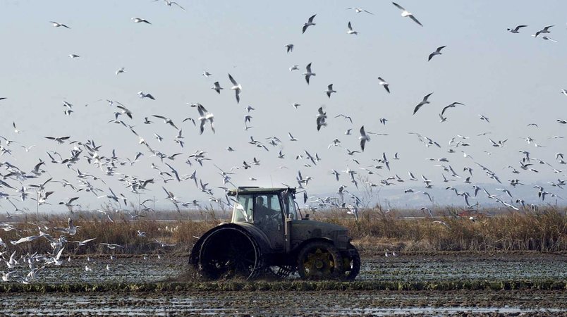 gaviotas5.jpg Reporteros ABC.