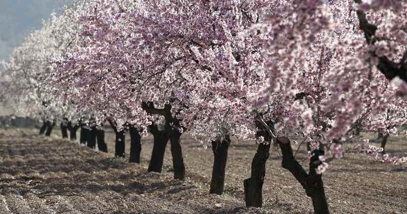 La fruta de hueso deja un sabor amargo en su recta final