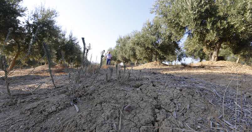 La sequía comienza a preocupar a los olivareros de Jaén: así han afectado ya las olas de calor