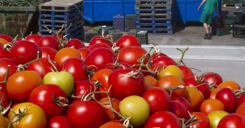 El tomate y el pimiento frenan su crecimiento para la próxima campaña hortícola