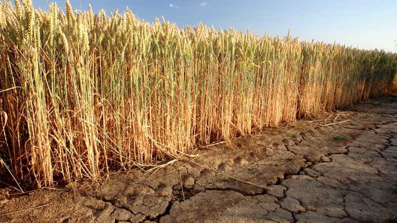 El trigo y la cebada de malta se mantienen estables en los mercados mayoristas