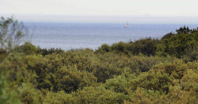 Mercosur y la salud de los alcornoques, las principales preocupaciones del sector en Cádiz