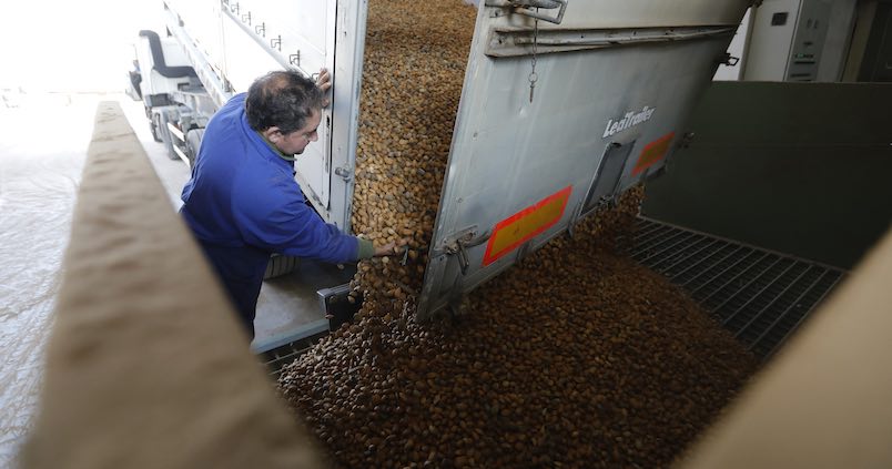 Andalucía multiplica por siete en una década la venta de almendras