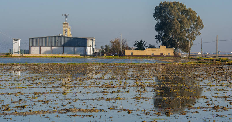 La campaña del arroz transcurre con normalidad y sin incidencias fitosanitarias