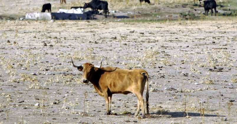 La sequía ya causa estragos en el ganado andaluz