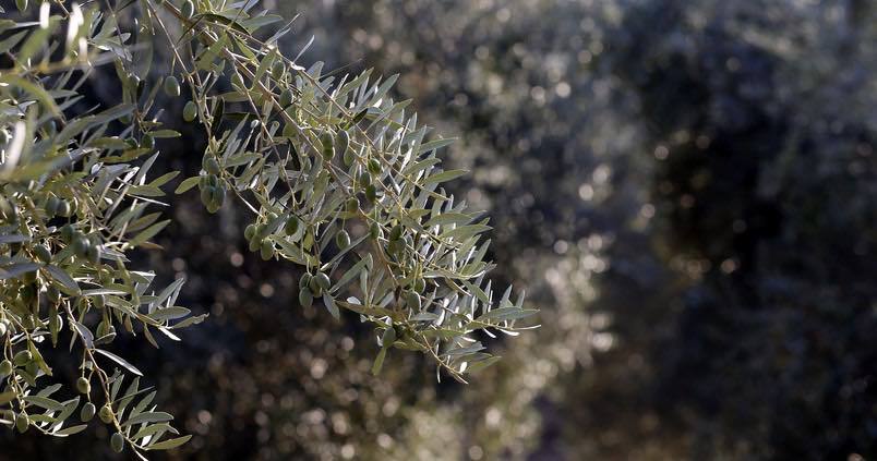 olivar-valerio-merino