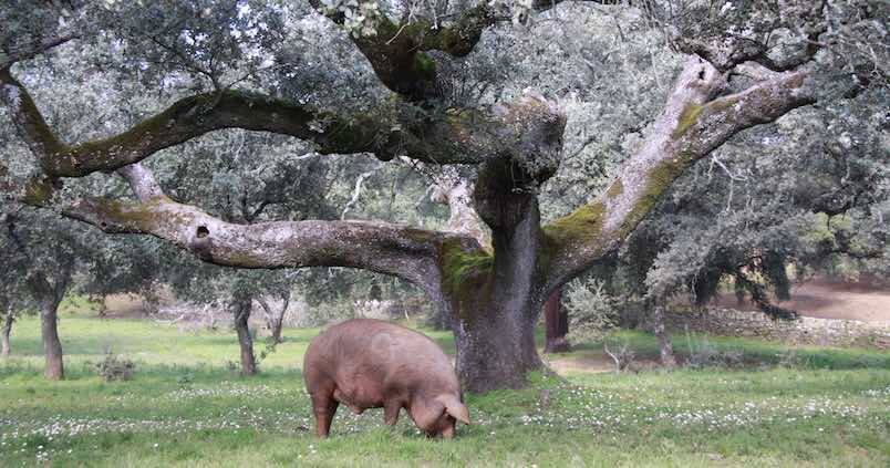 El aumento de los casos de seca en Los Pedroches alarma al sector del cerdo ibérico