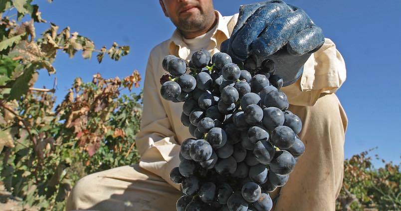 Arranca la vendimia en la provincia de Sevilla: año seco, buenos vinos