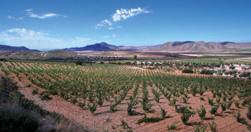 Se publican las autorizaciones para nuevos viñedos en Andalucía