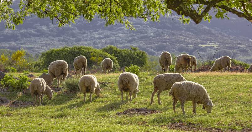 La Junta y el sector acuerdan medidas para que la ganadería no sufra la sequía