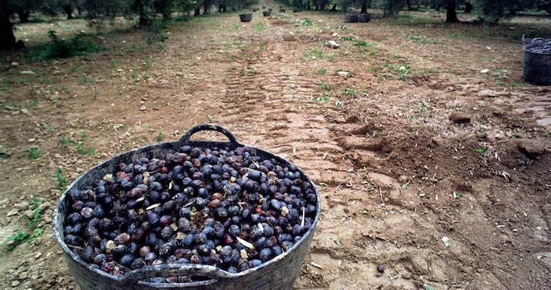 El granizo deja sin cosecha de aceituna a los agricultores de la Sierra Sur