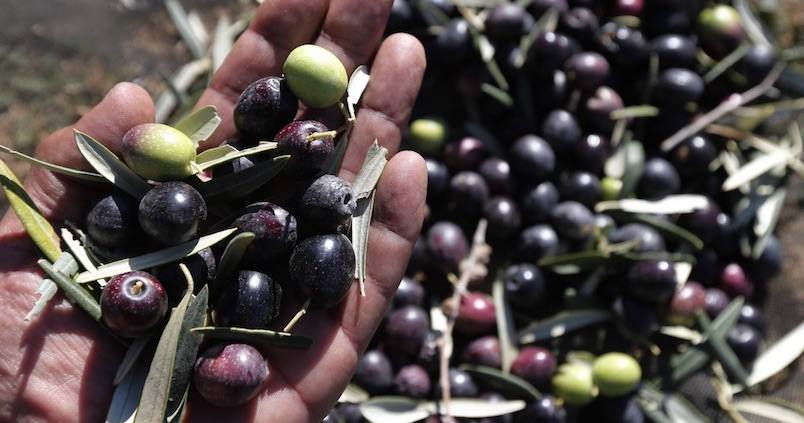 aceitunas-aceite-jaimegarcia