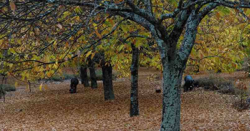 El castaño, en busca de su resurrección