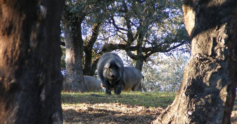 Estabilidad para los cerdos de bellota en la montanera