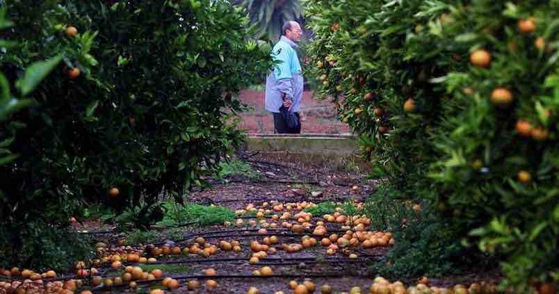 Un 19% más de presupuesto en el Plan de Seguros Agrarios Combinados
