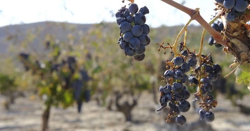 Piden ayudas a la Junta por los daños del temporal de lluvias y granizo