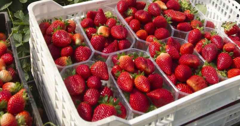 El campo de Huelva defiende la calidad de su fresa: «tiene los estándares sanitarios más altos»