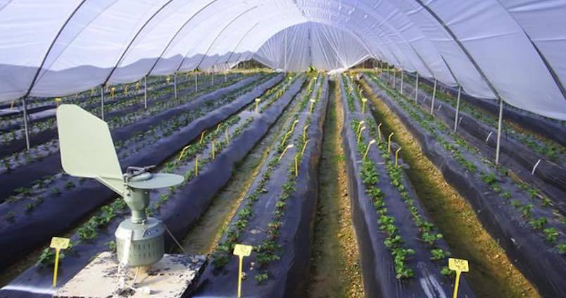 Investigadores cordobeses combaten un patógeno letal que afecta a más de cien cultivos