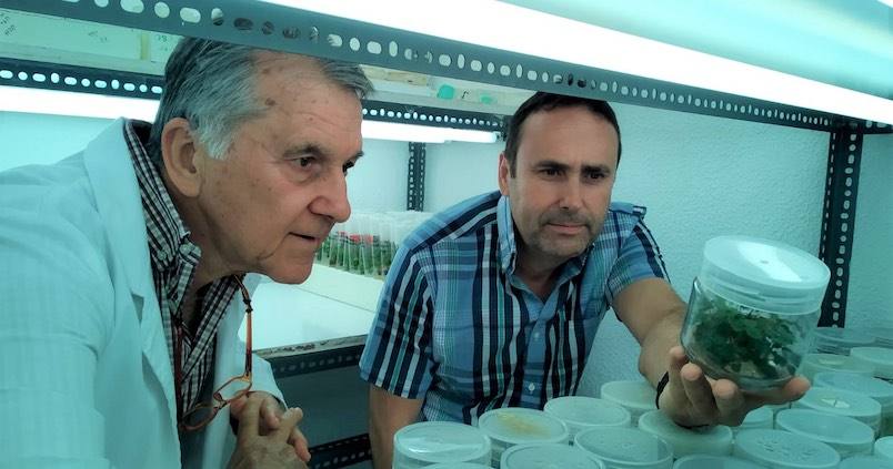 Investigan cómo conseguir una variedad de fresa que dure más tras la cosecha