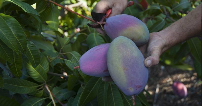 El consumo de mangos en España se triplica en los últimos cinco años