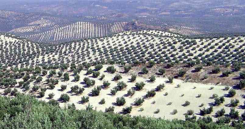 La Junta facilitará el asesoramiento gratuito a agricultores y ganaderos