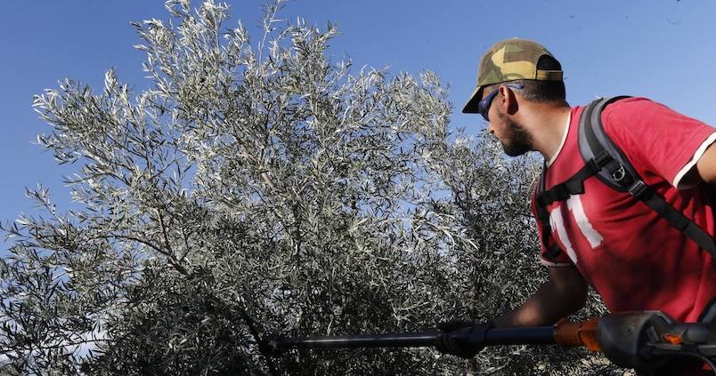 Así afectan las temperaturas ‘cálidas’ de este otoño a los cultivos andaluces