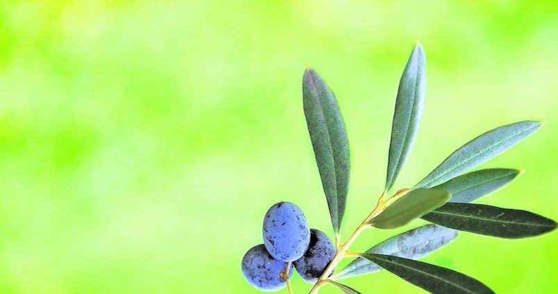 El precio del aceite se mantiene estable en el inicio de septiembre