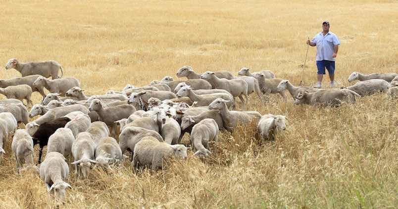 Agricultura concederá ayudas por valor de 40 millones de euros a más de 1.000 ganaderos