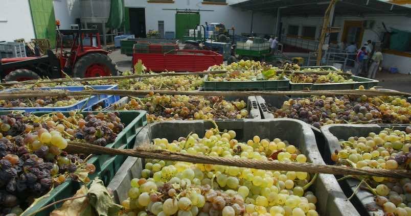 De la Bética romana a convertirse en un referente de calidad, así es la historia del vino andaluz