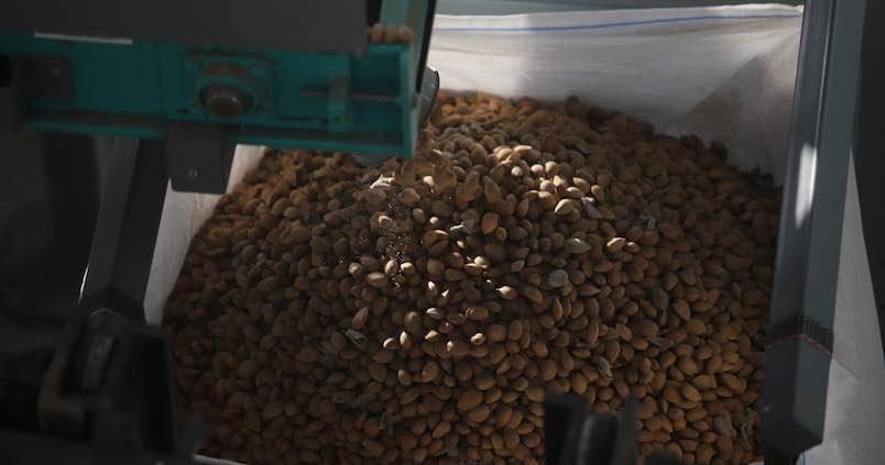 Geolocalizar los árboles que producen la almendra amarga, la clave para erradicarla