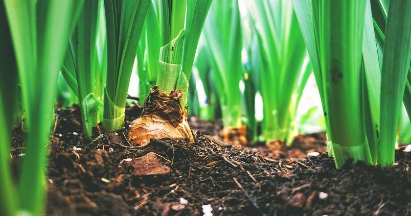 Una nueva tecnología transforma el lodo de las aguas residuales en abono agrario