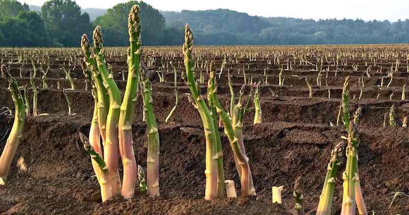 El espárrago, un cultivo alternativo para el Condado de Huelva
