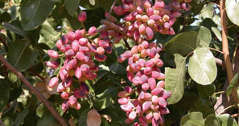 Jaén fomenta los cultivos alternativos al olivar