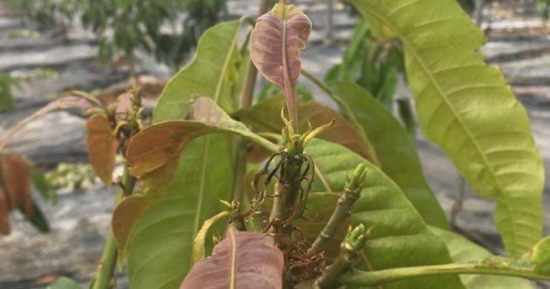 Se detecta el insecto «Scirtothrips dorsalis Hood» en Granada