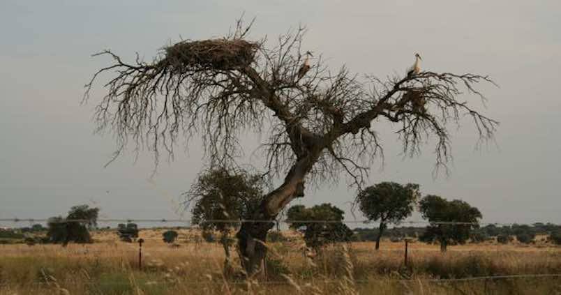Comienza la lucha contra la letal «seca» de la encina