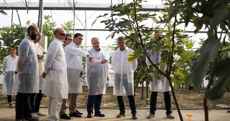 Desarrollan el primer cultivo sostenible de higueras en invernadero en Almería