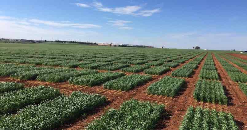 Logran producir trigos duros andaluces «a la altura de los mejores del mundo»